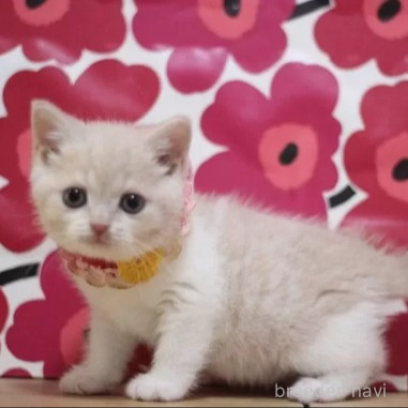 販売中の東京都のスコティッシュフォールド-134814の2枚目