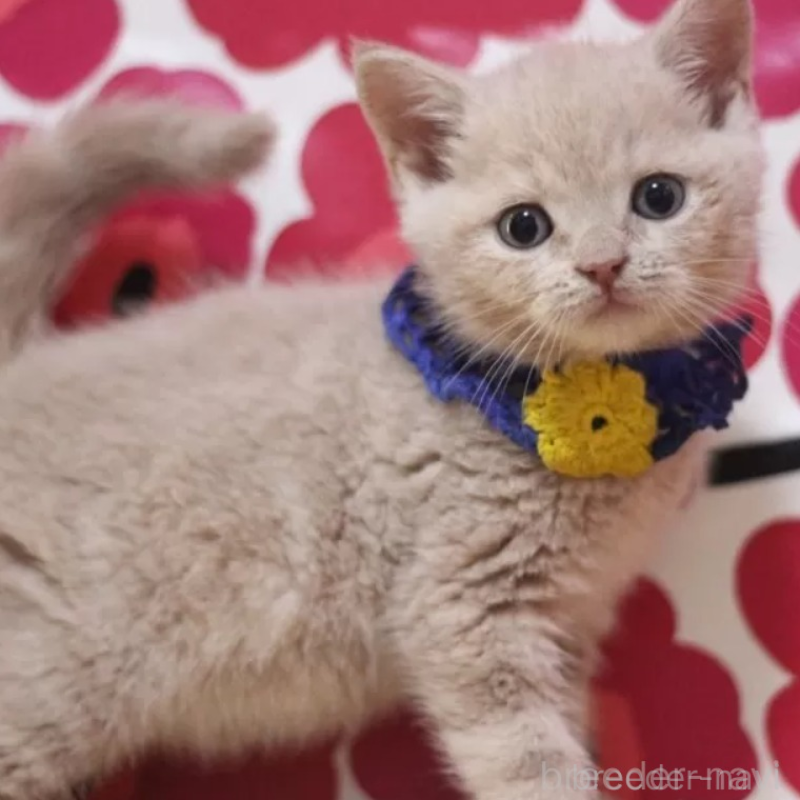 販売中の東京都のスコティッシュフォールド-134815の2枚目