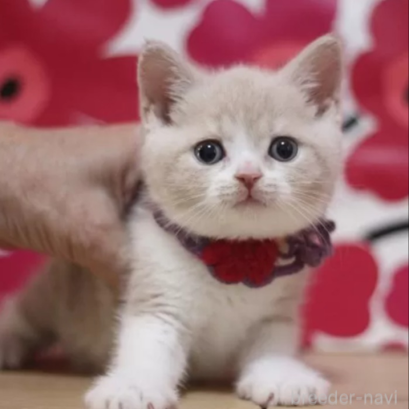 販売中の東京都のスコティッシュフォールド-134816