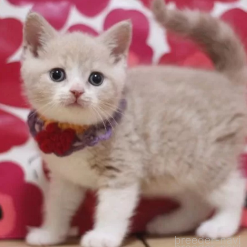 販売中の東京都のスコティッシュフォールド-134816の2枚目