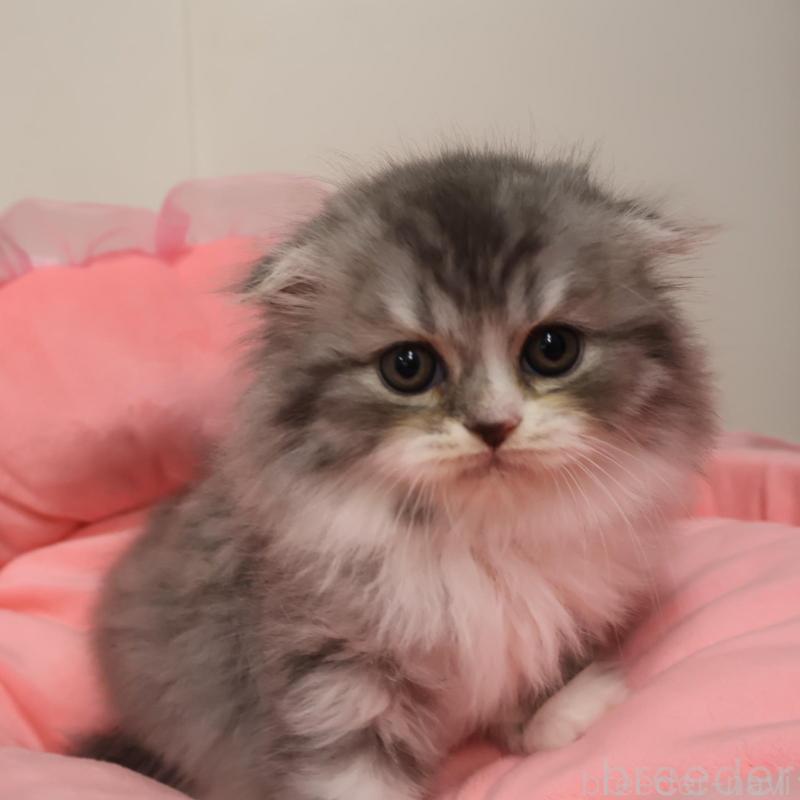 販売中の東京都のスコティッシュフォールド(折れ耳)-134817