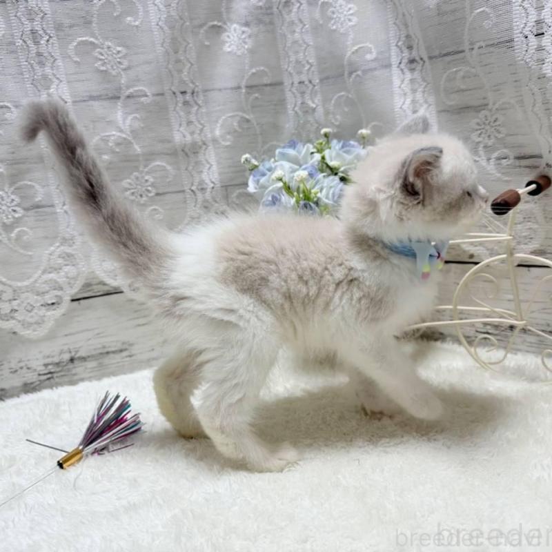 販売中の茨城県のラグドール-134818の5枚目