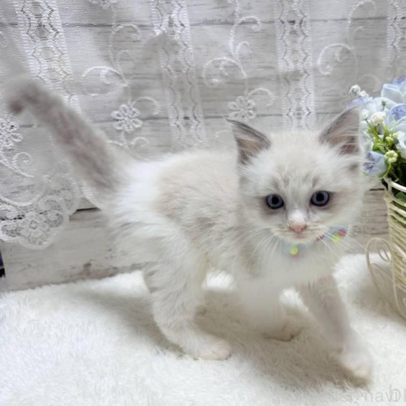 販売中の茨城県のラグドール-134818の4枚目