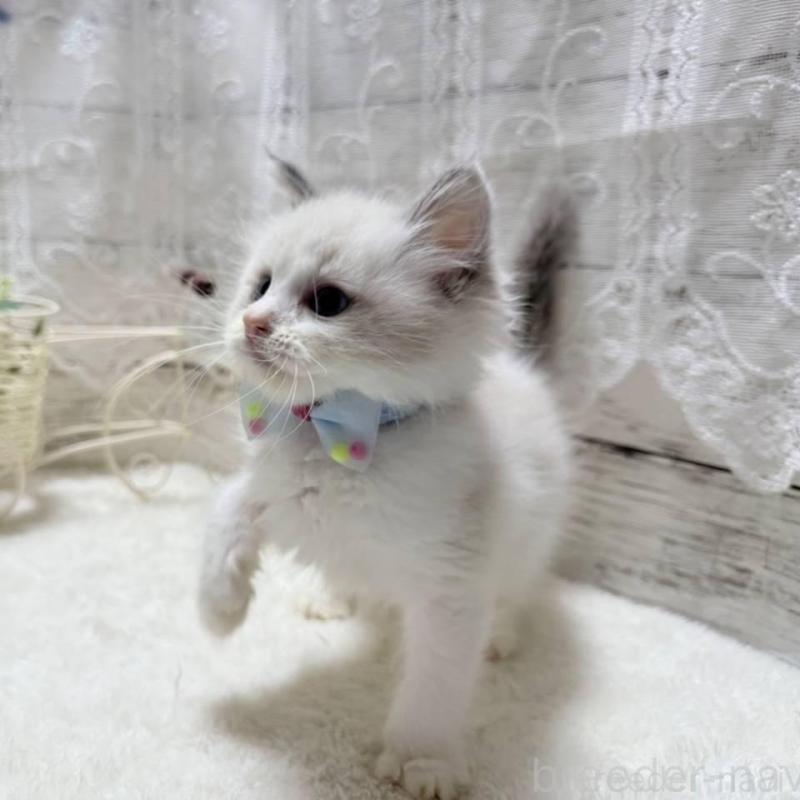 販売中の茨城県のラグドール-134818の3枚目