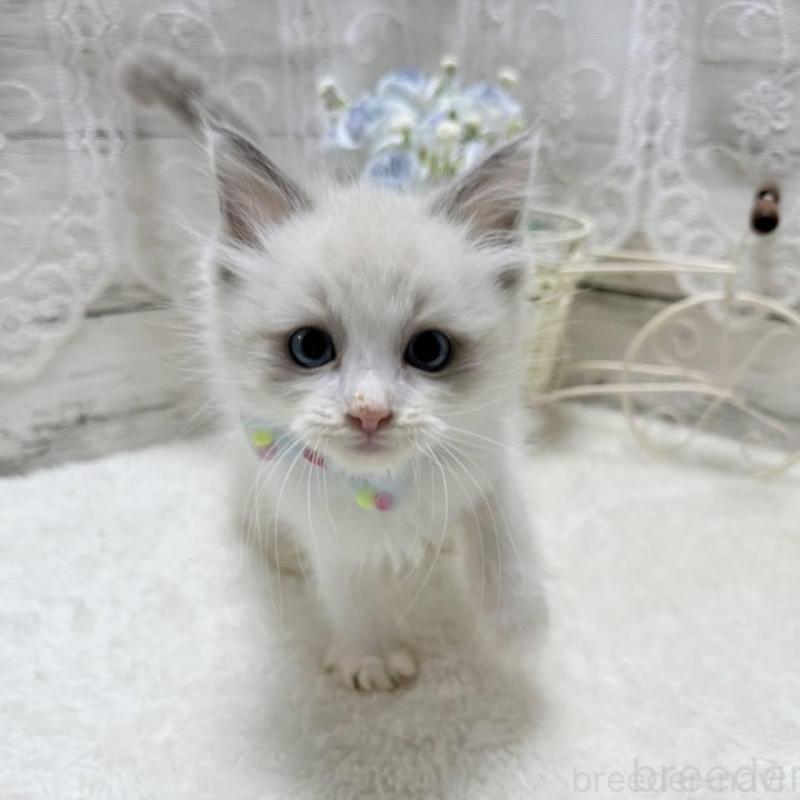 販売中の茨城県のラグドール-134818の2枚目