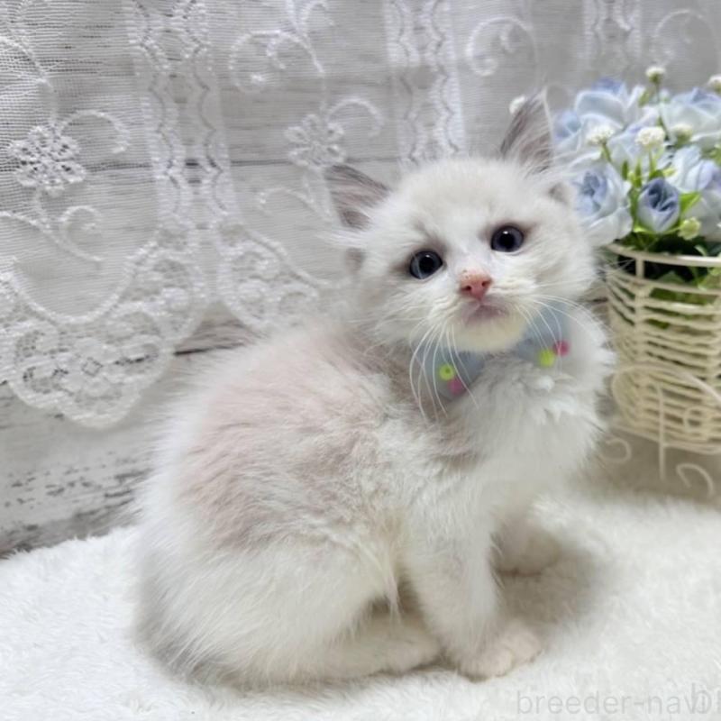 販売中の茨城県のラグドール-134818