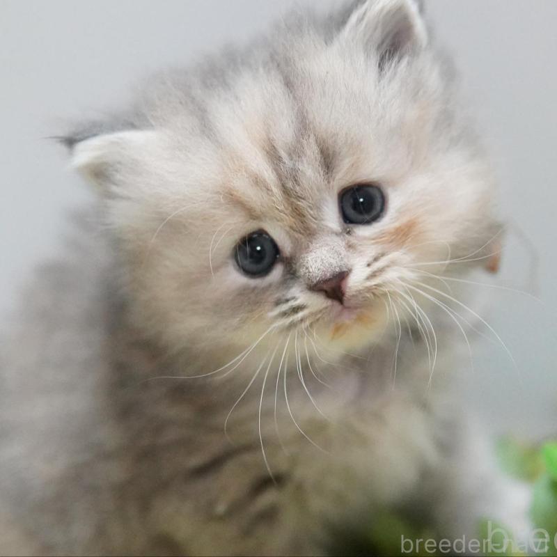 販売中の神奈川県のミヌエット-134819