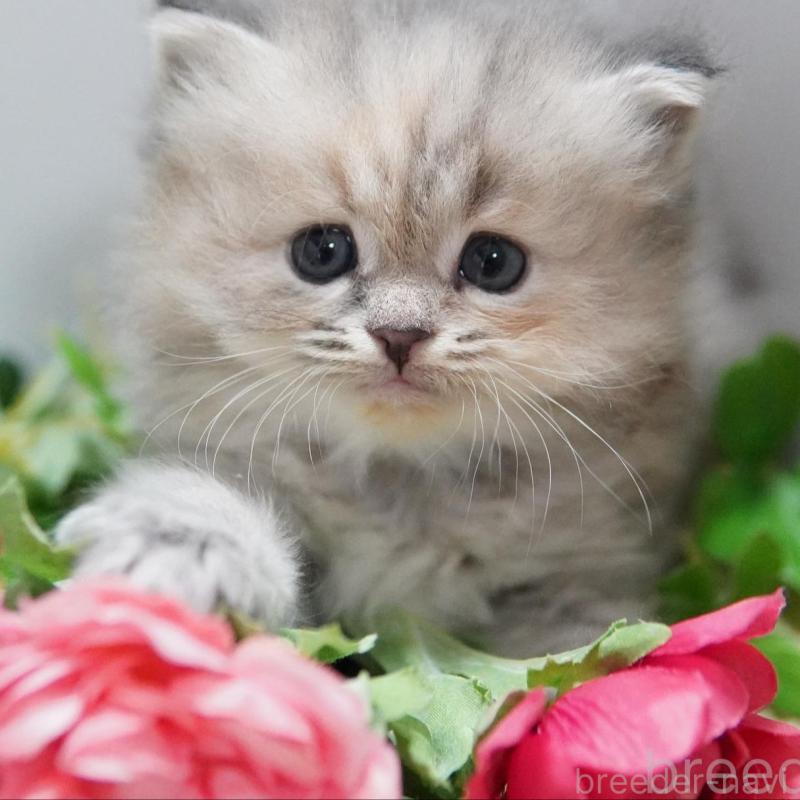 販売中の神奈川県のミヌエット-134819の3枚目