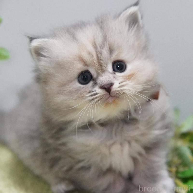 販売中の神奈川県のミヌエット-134819の2枚目