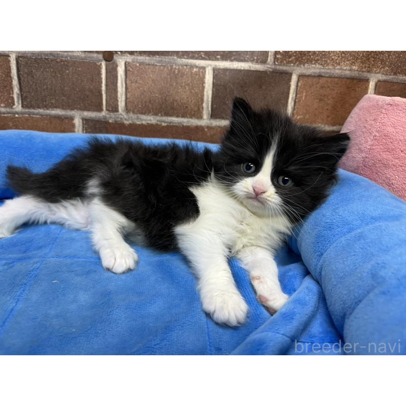 販売中の東京都のスコティッシュフォールド-134820の14枚目