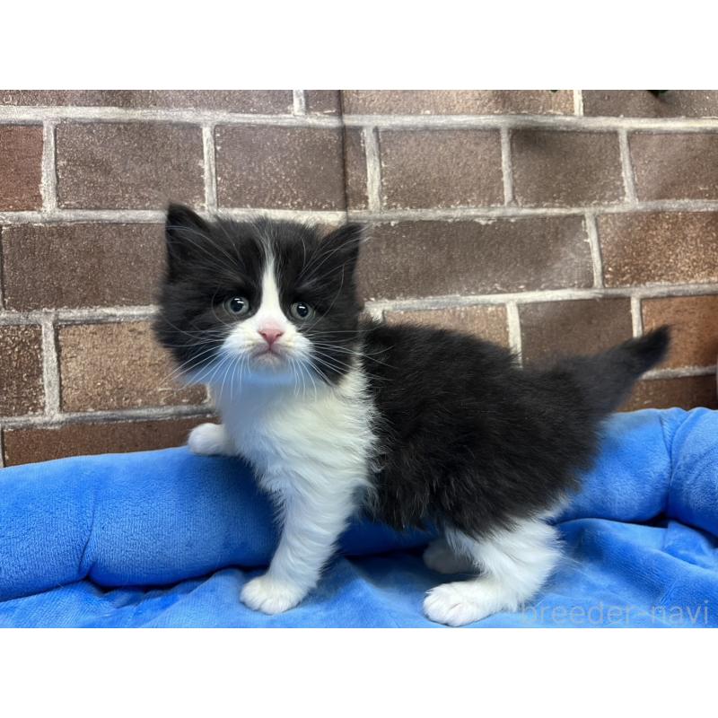 販売中の東京都のスコティッシュフォールド-134820の13枚目