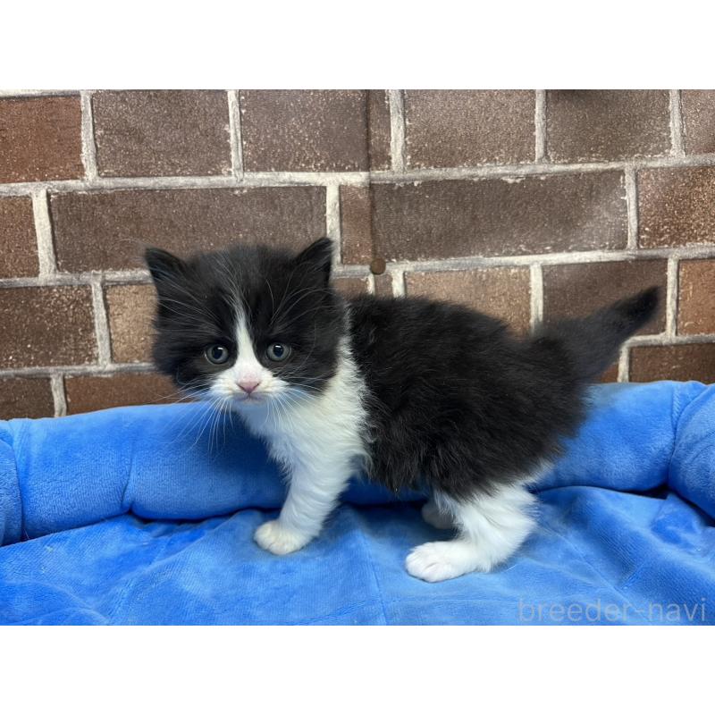 販売中の東京都のスコティッシュフォールド-134820の11枚目