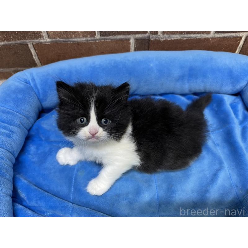 販売中の東京都のスコティッシュフォールド-134820の10枚目