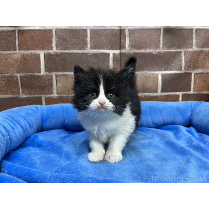 販売中の東京都のスコティッシュフォールド-134820の8枚目