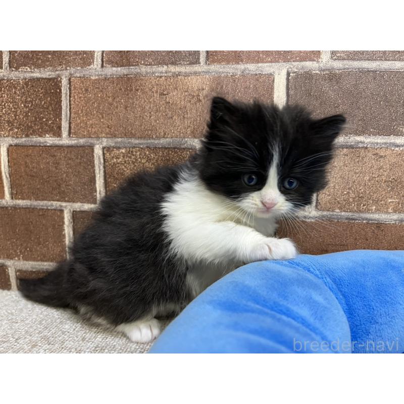 販売中の東京都のスコティッシュフォールド-134820の7枚目