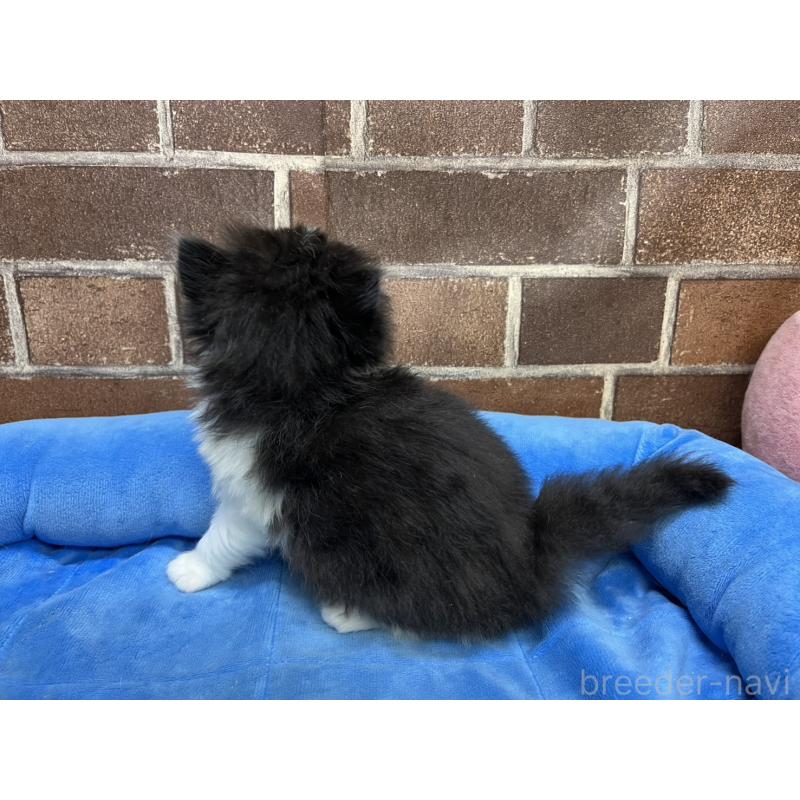 販売中の東京都のスコティッシュフォールド-134820の6枚目