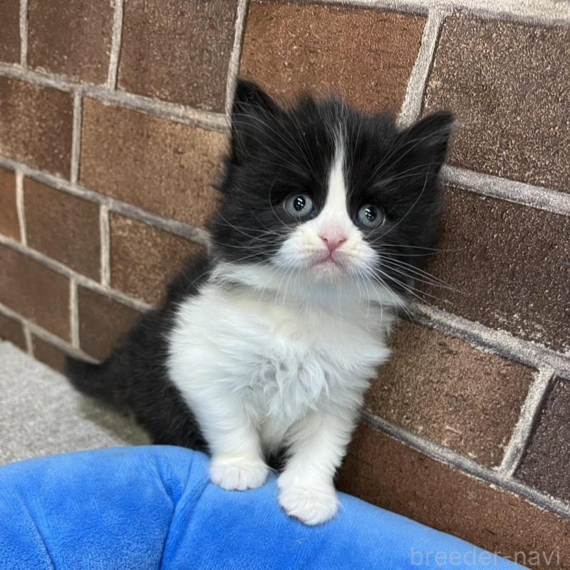 販売中の東京都のスコティッシュフォールド-134820の5枚目