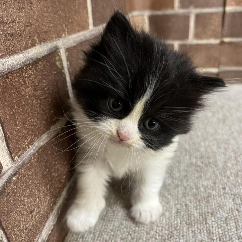 販売中の東京都のスコティッシュフォールド-134820の4枚目