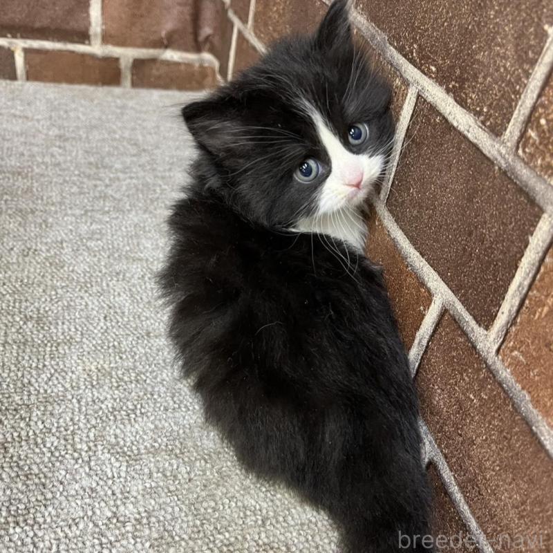 販売中の東京都のスコティッシュフォールド-134820の3枚目