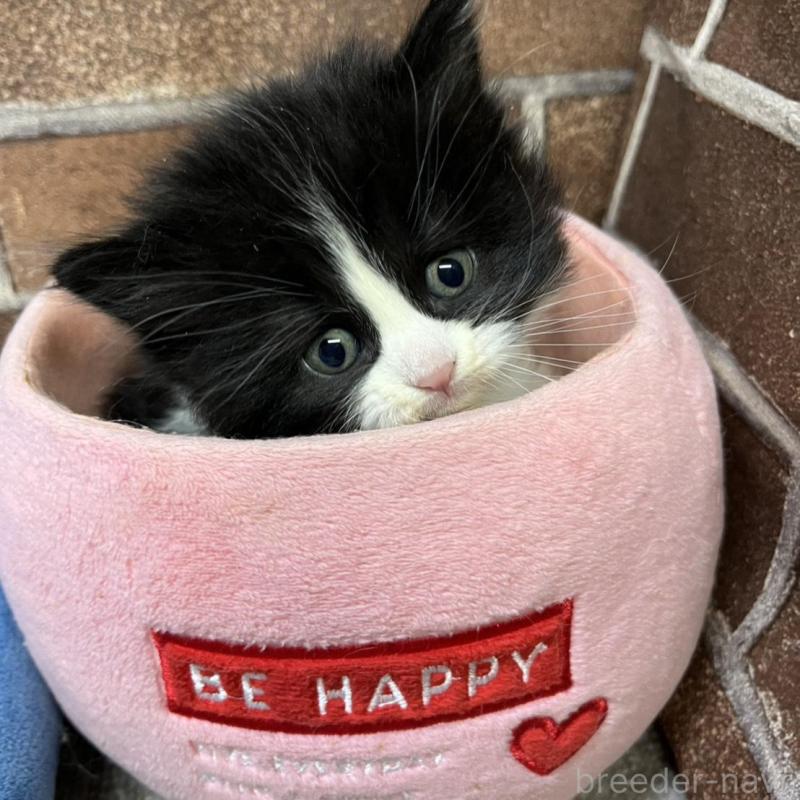 販売中の東京都のスコティッシュフォールド-134820の2枚目