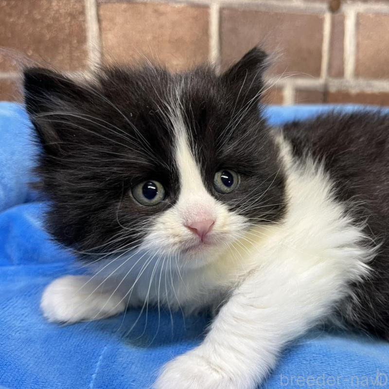 販売中の東京都のスコティッシュフォールド-134820の1枚目