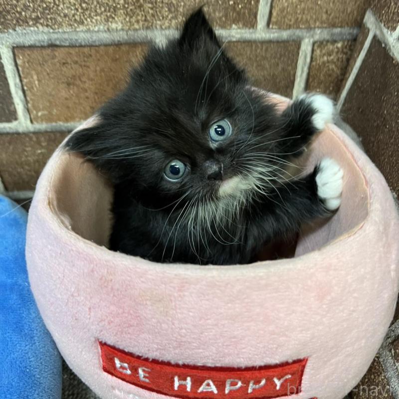 販売中の東京都のスコティッシュフォールド-134821