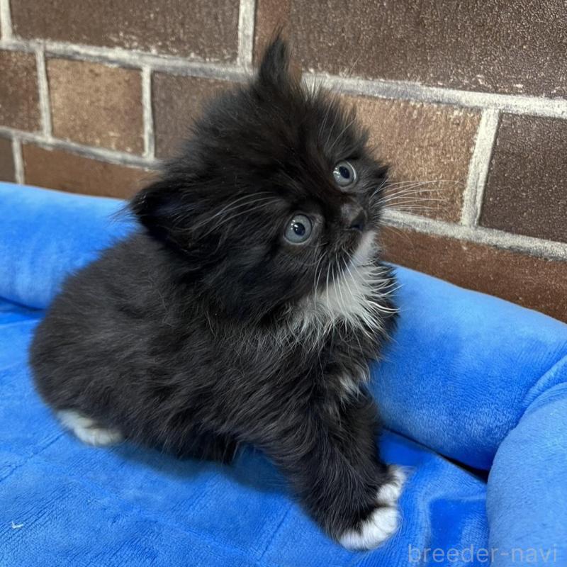 販売中の東京都のスコティッシュフォールド-134821の7枚目