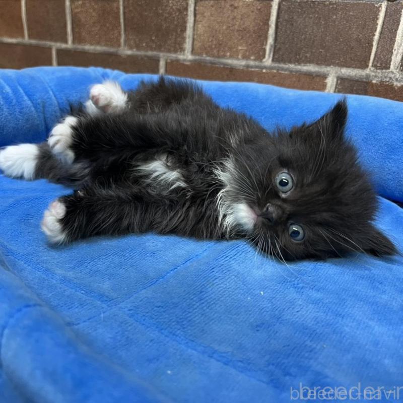 販売中の東京都のスコティッシュフォールド-134821の3枚目