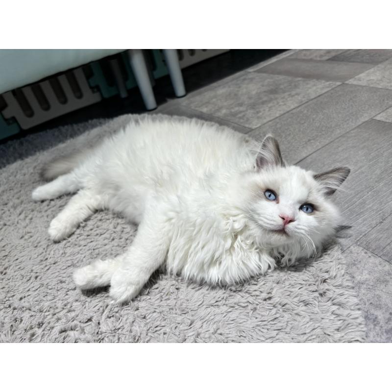 成約済の東京都のラグドール-128298の6枚目