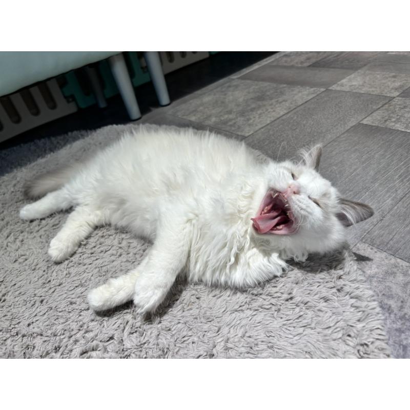 成約済の東京都のラグドール-128298の4枚目