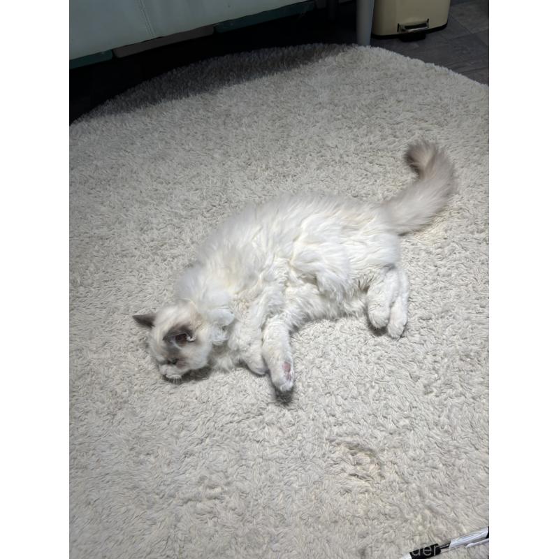 成約済の東京都のラグドール-128298の3枚目