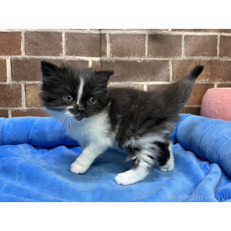 販売中の東京都のスコティッシュフォールド-134822の14枚目