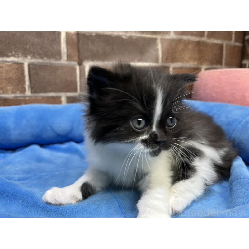 販売中の東京都のスコティッシュフォールド-134822の13枚目