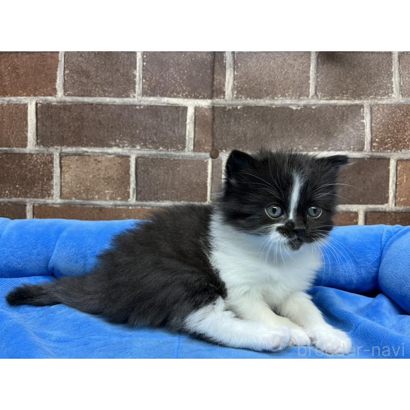 販売中の東京都のスコティッシュフォールド-134822の12枚目