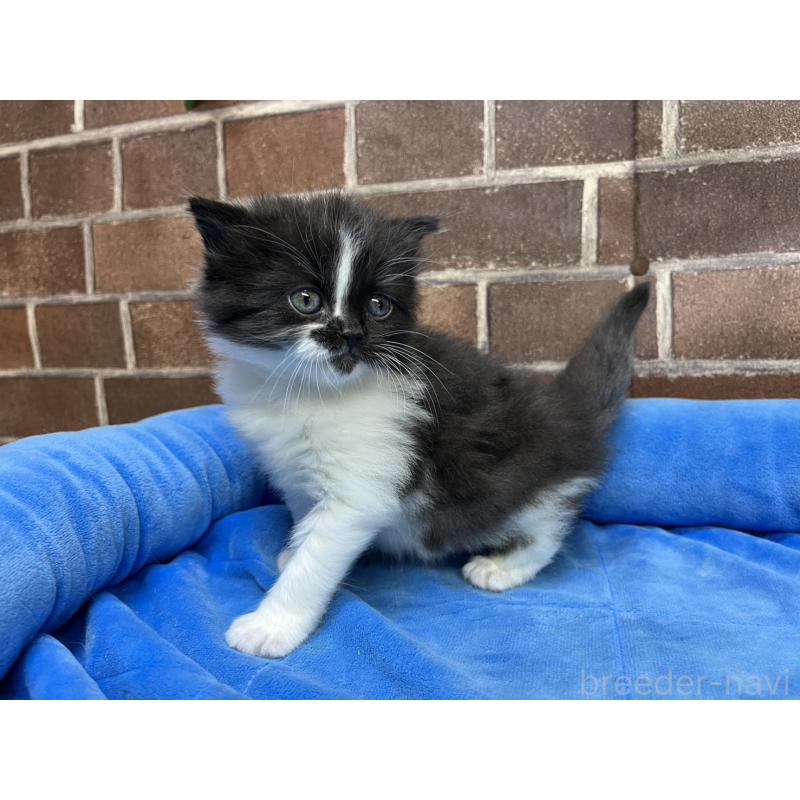 販売中の東京都のスコティッシュフォールド-134822の11枚目