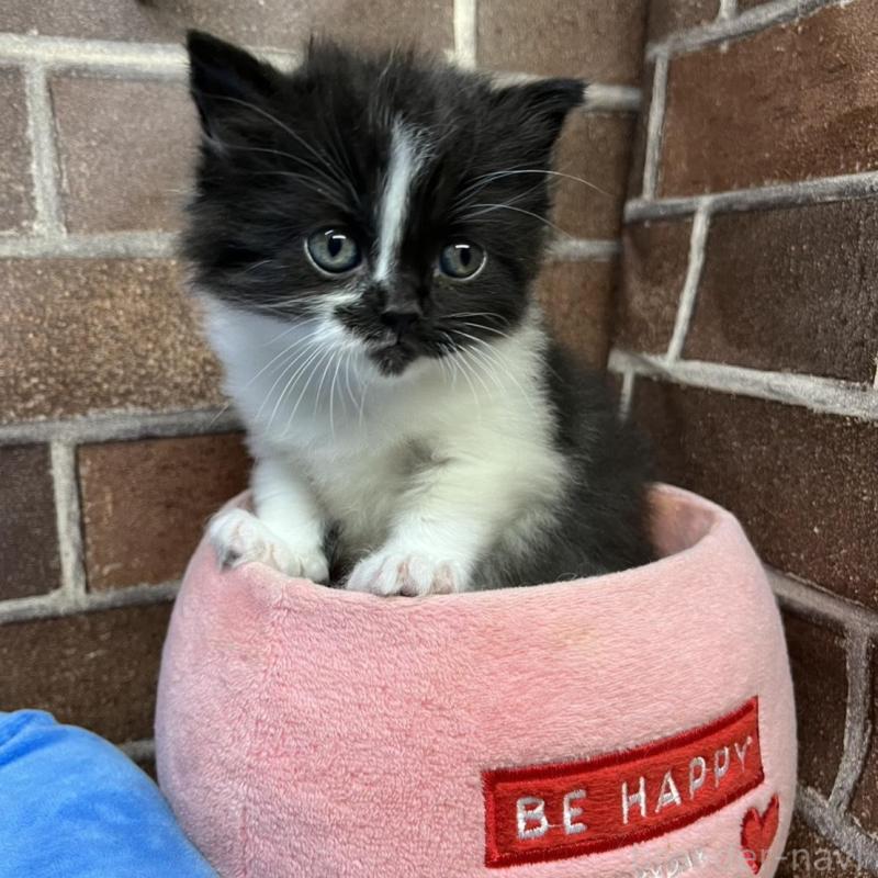 販売中の東京都のスコティッシュフォールド-134822の10枚目