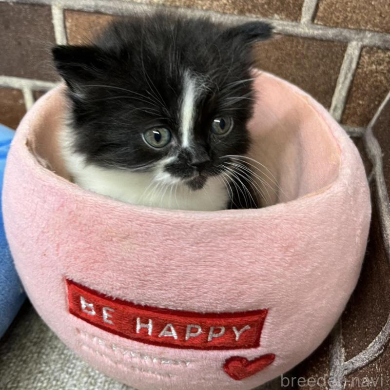 販売中の東京都のスコティッシュフォールド-134822の9枚目