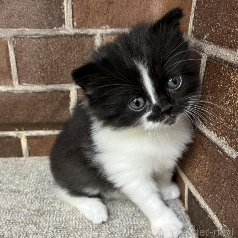 販売中の東京都のスコティッシュフォールド-134822の8枚目