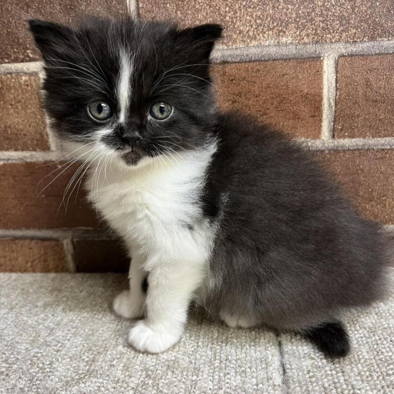 販売中の東京都のスコティッシュフォールド-134822の7枚目