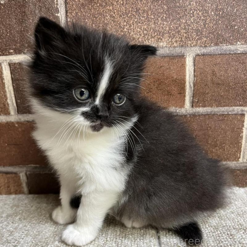 販売中の東京都のスコティッシュフォールド-134822の6枚目