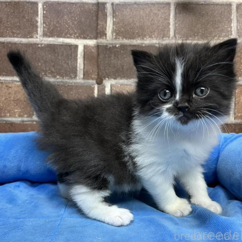 販売中の東京都のスコティッシュフォールド-134822の5枚目