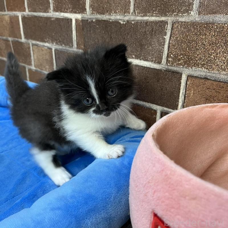 販売中の東京都のスコティッシュフォールド-134822の4枚目