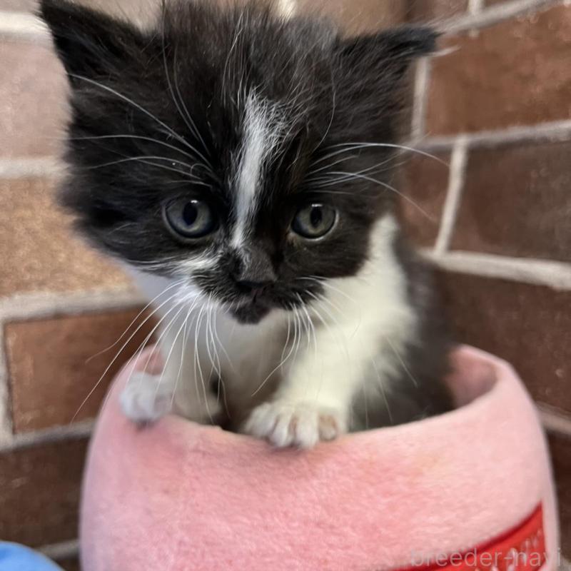 販売中の東京都のスコティッシュフォールド-134822の2枚目