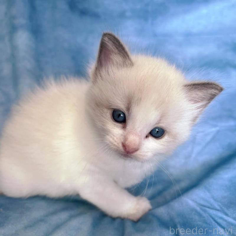 販売中の千葉県のラグドール-134823の6枚目