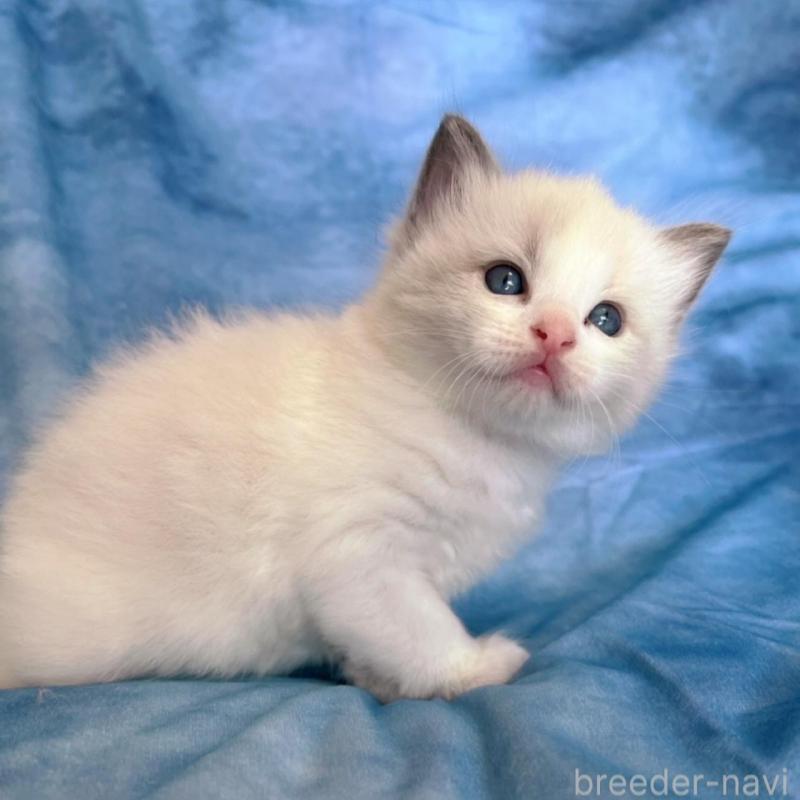 販売中の千葉県のラグドール-134823