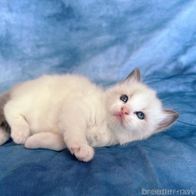 販売中の千葉県のラグドール-134823の5枚目