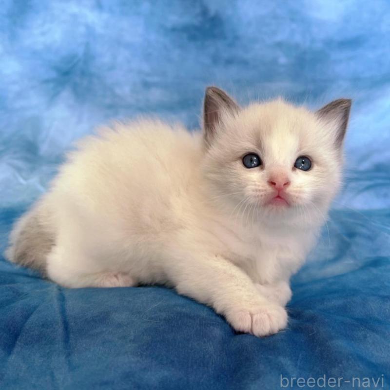 販売中の千葉県のラグドール-134823の4枚目