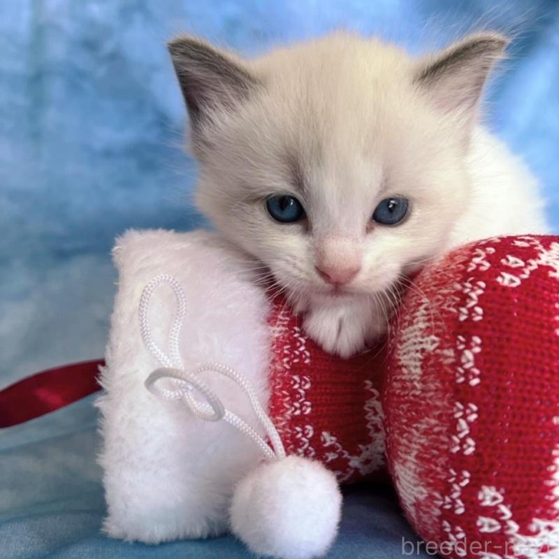 販売中の千葉県のラグドール-134823の3枚目