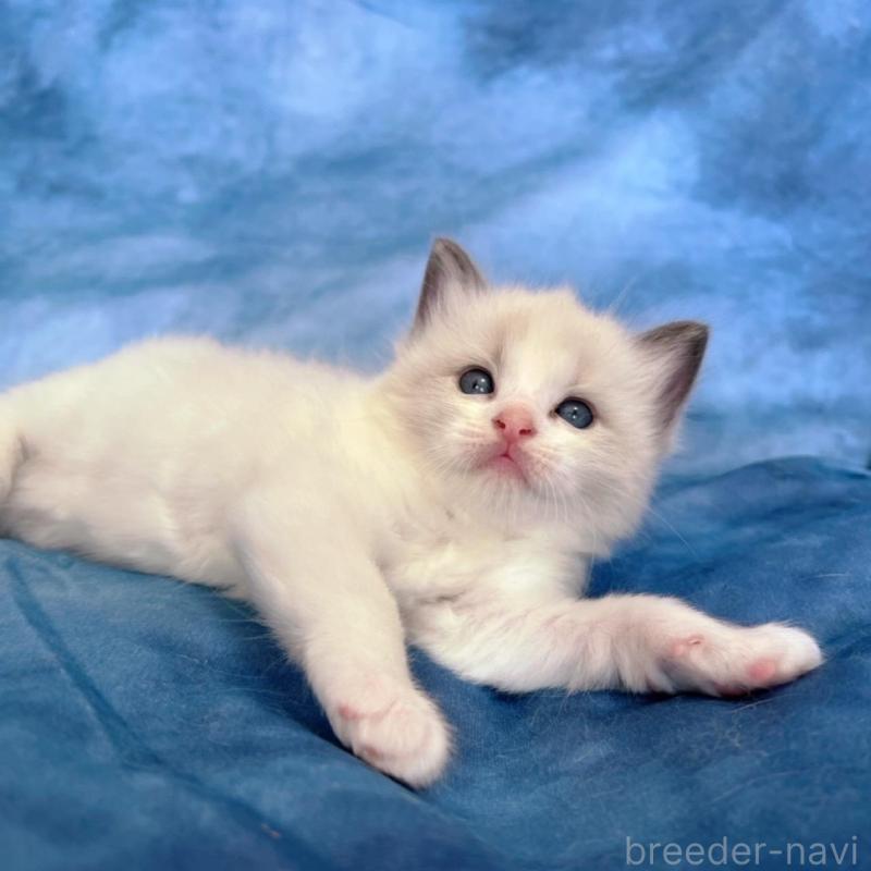 販売中の千葉県のラグドール-134823の2枚目