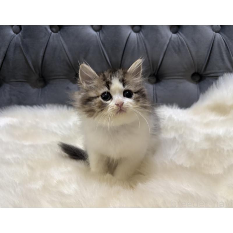 成約済の鹿児島県のミヌエット-133252の8枚目